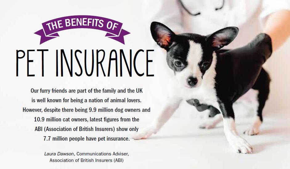 Pet Insurance UK: Cost vs Benefit